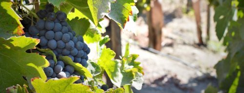 TOP vína odrůdy Cabernet Sauvignon