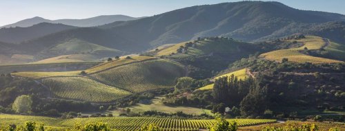 Vína pro oslavu Chardonnay day