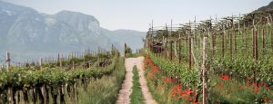 Top vinohradnické oblasti, které byste měli v roce 2022 navštívit