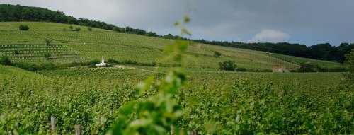 Novinka – vinařství St. Andrea