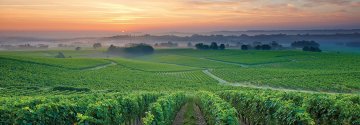 Domaine Laougué