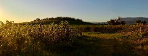 Nová slovenská vína v portfoliu - Fundus Regius a Papillon
