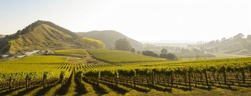 Chutě Sauvignonu Blanc 