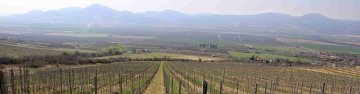 Tokaj Macík Winery