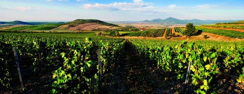 Poznejte Tokaj, jak se vyrábí tokajské víno