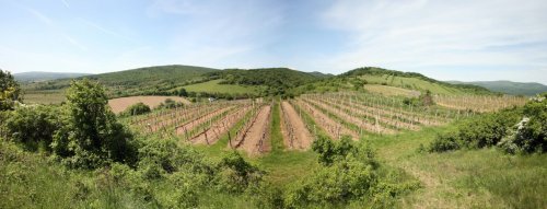 Seznamte se s vinařem – Pavelka